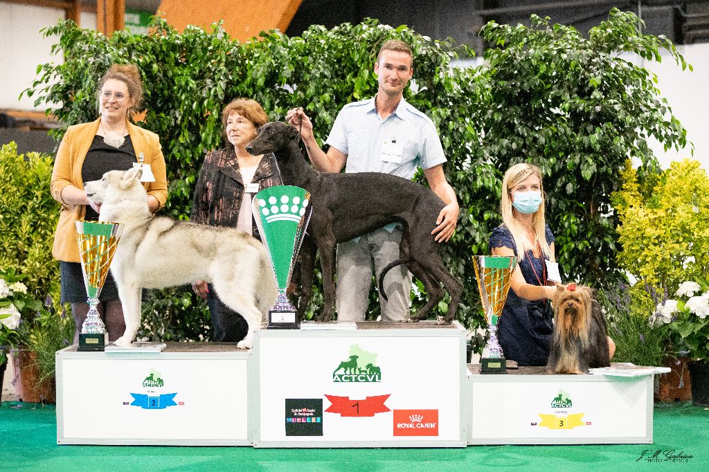 Rosae Fidelis - Sinatra Rosae Fidelis BEST IN SHOW CHARTRES 2022