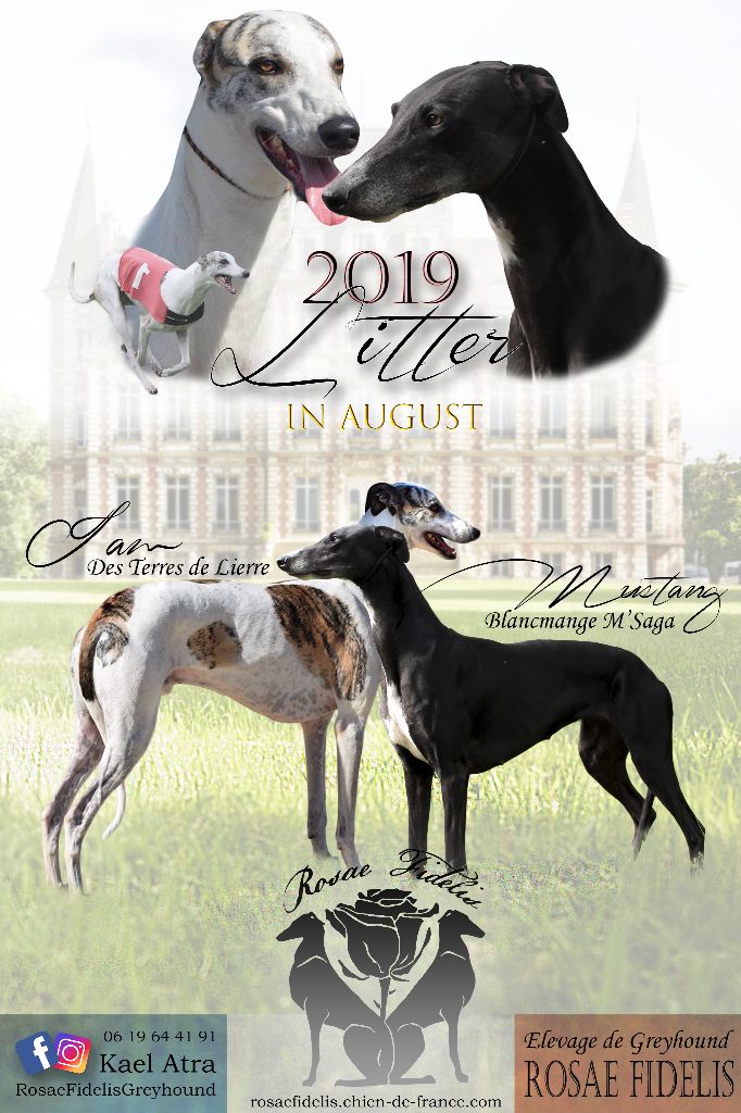 Rosae Fidelis - Greyhound - Portée née le 01/08/2019