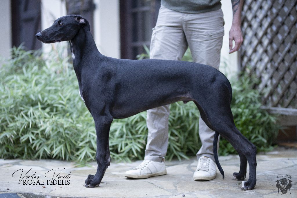 Rosae Fidelis - Chiot disponible  - Greyhound