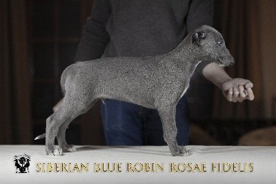 Siberian Blue Robin Rosae Fidelis
