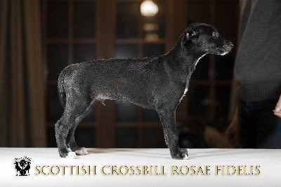 Scottish Crossbill Rosae Fidelis