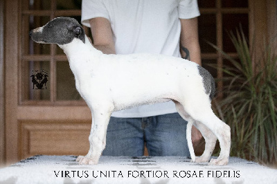 Virtus Unita Fortior