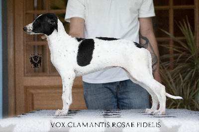 Vox Clamantis