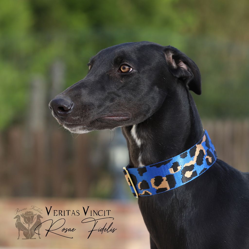 Rosae Fidelis - Chiot disponible  - Greyhound