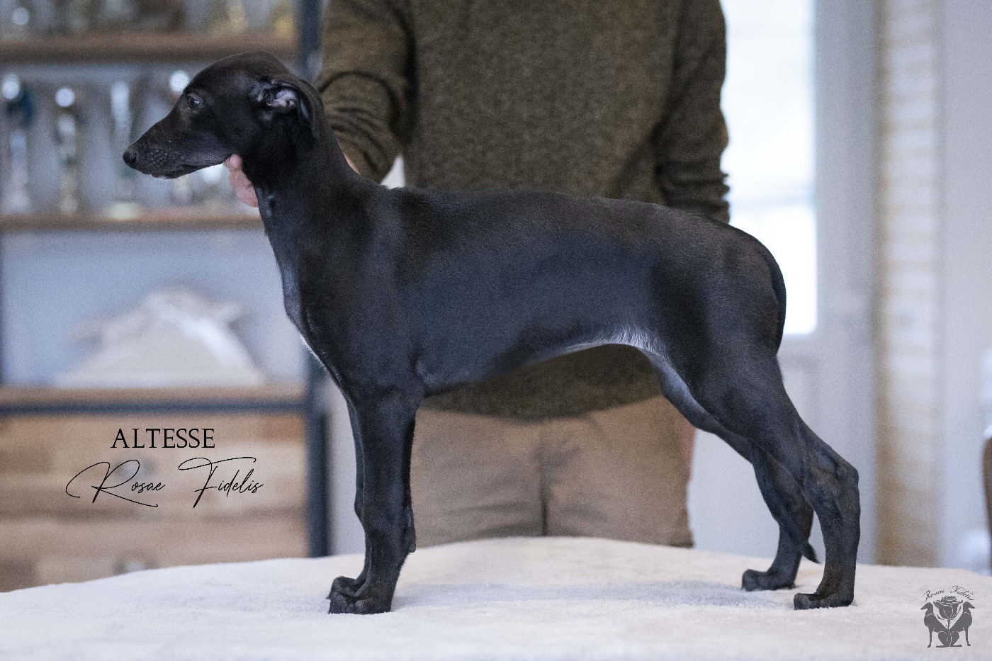 Rosae Fidelis - Greyhound - Portée née le 06/11/2025