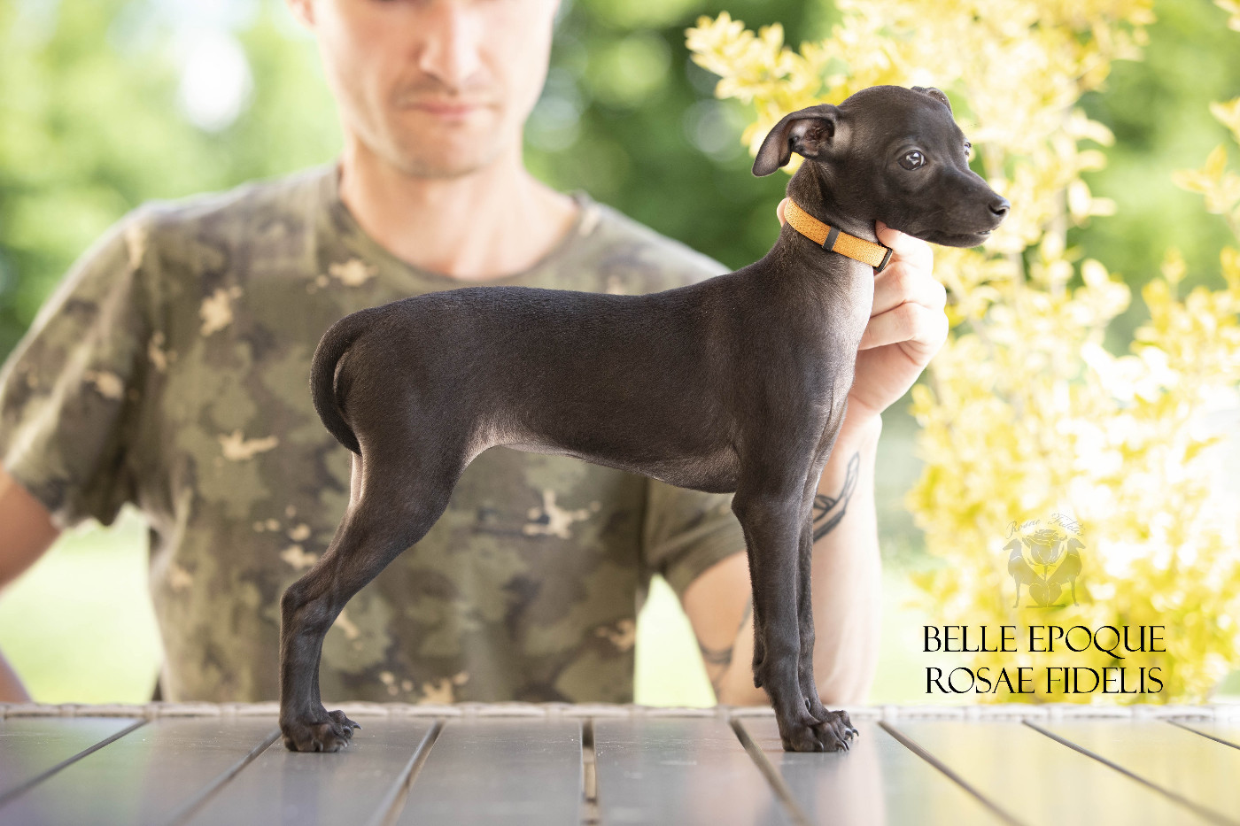 Rosae Fidelis - Chiots disponibles - Petit Levrier Italien
