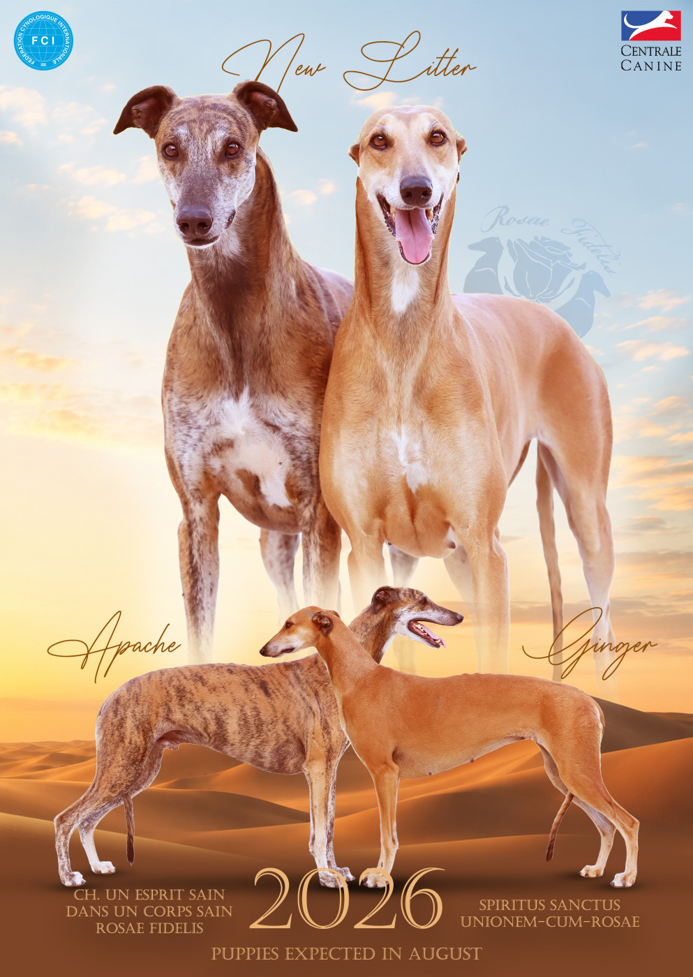 Chiot Greyhound Rosae Fidelis