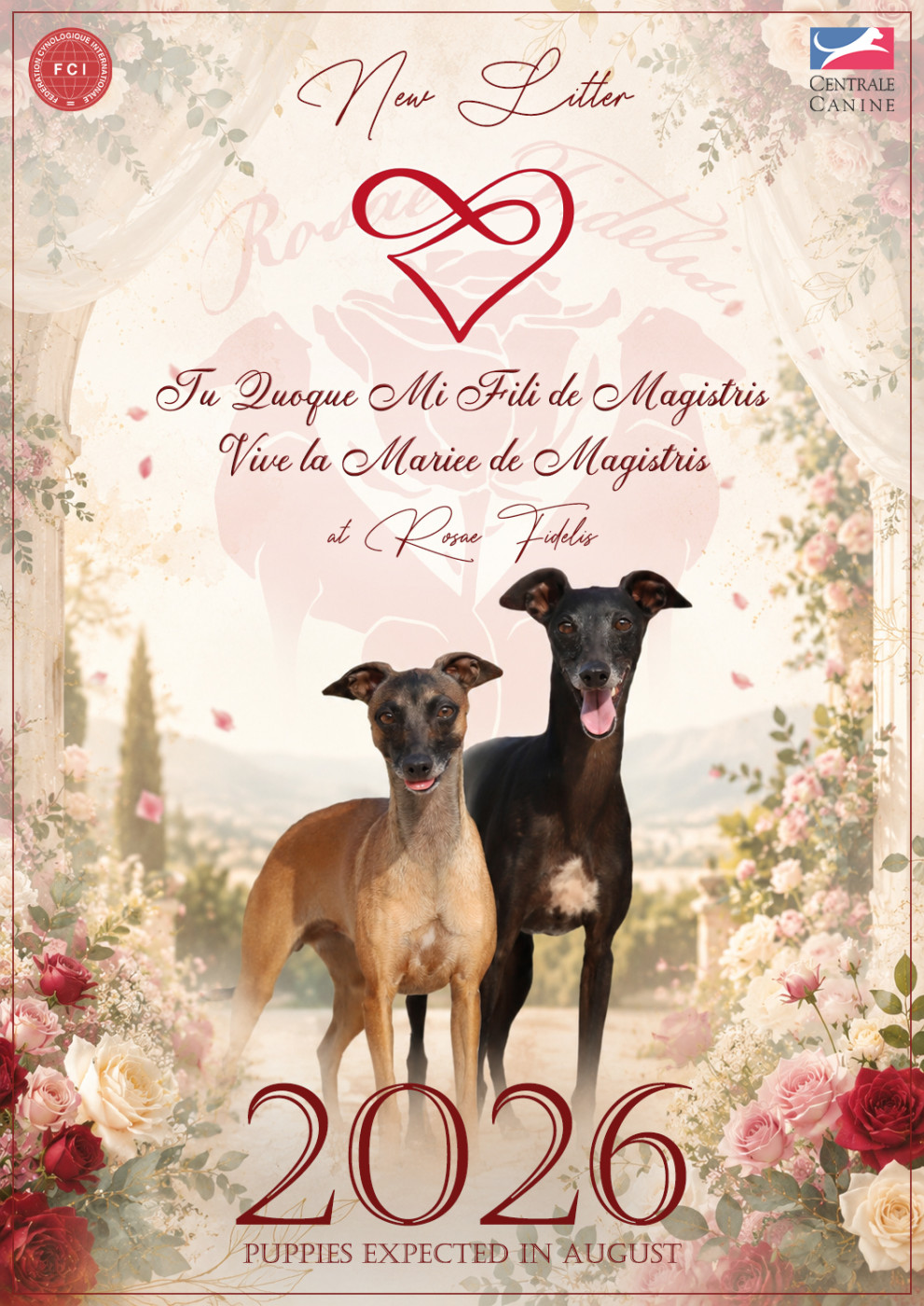 Chiot Petit Levrier Italien Rosae Fidelis