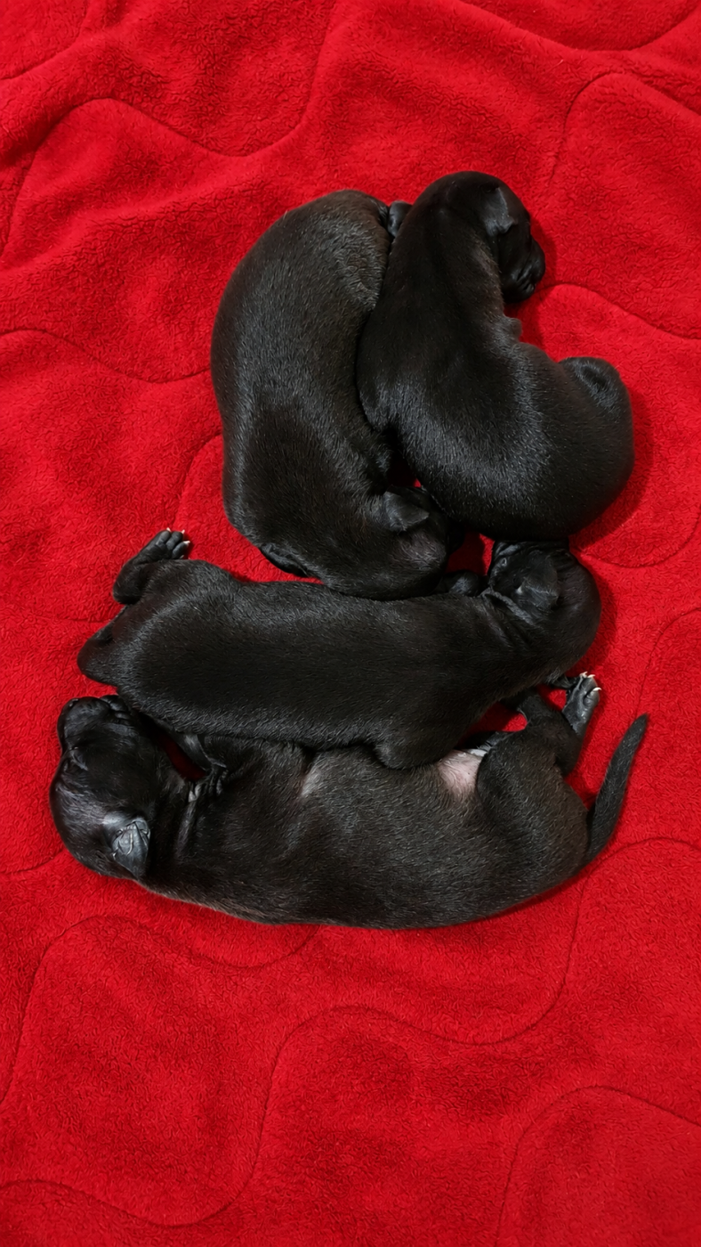 Rosae Fidelis - Chiots disponibles - Petit Levrier Italien