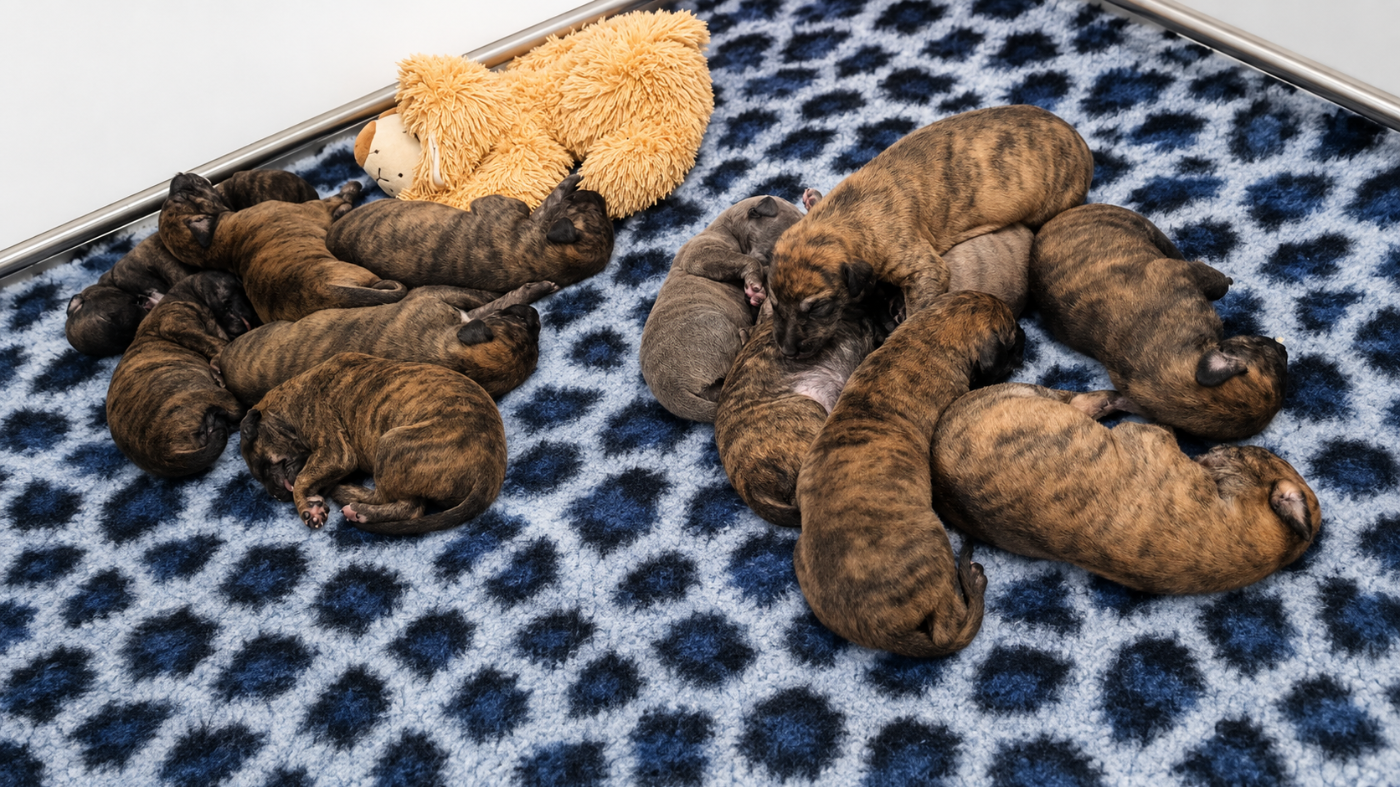 Rosae Fidelis - Chiots disponibles - Greyhound