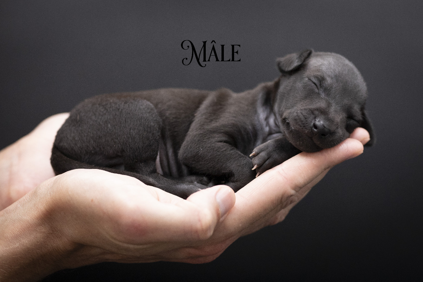 Rosae Fidelis - Chiots disponibles - Petit Levrier Italien