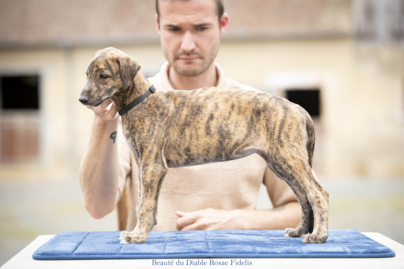 Rosae Fidelis - Chiots disponibles - Greyhound