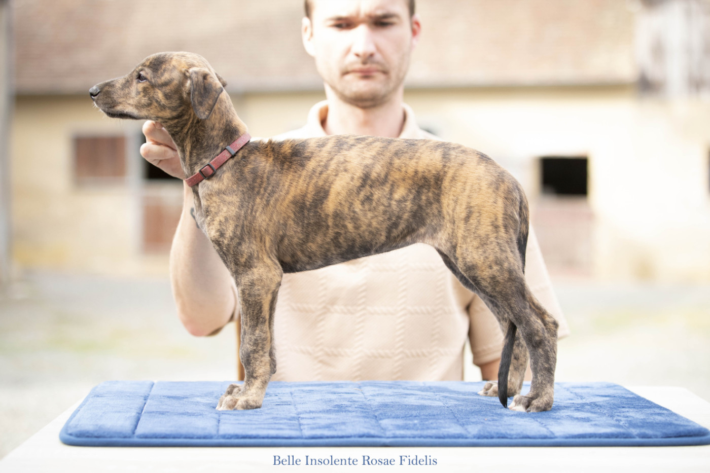 Rosae Fidelis - Chiots disponibles - Greyhound