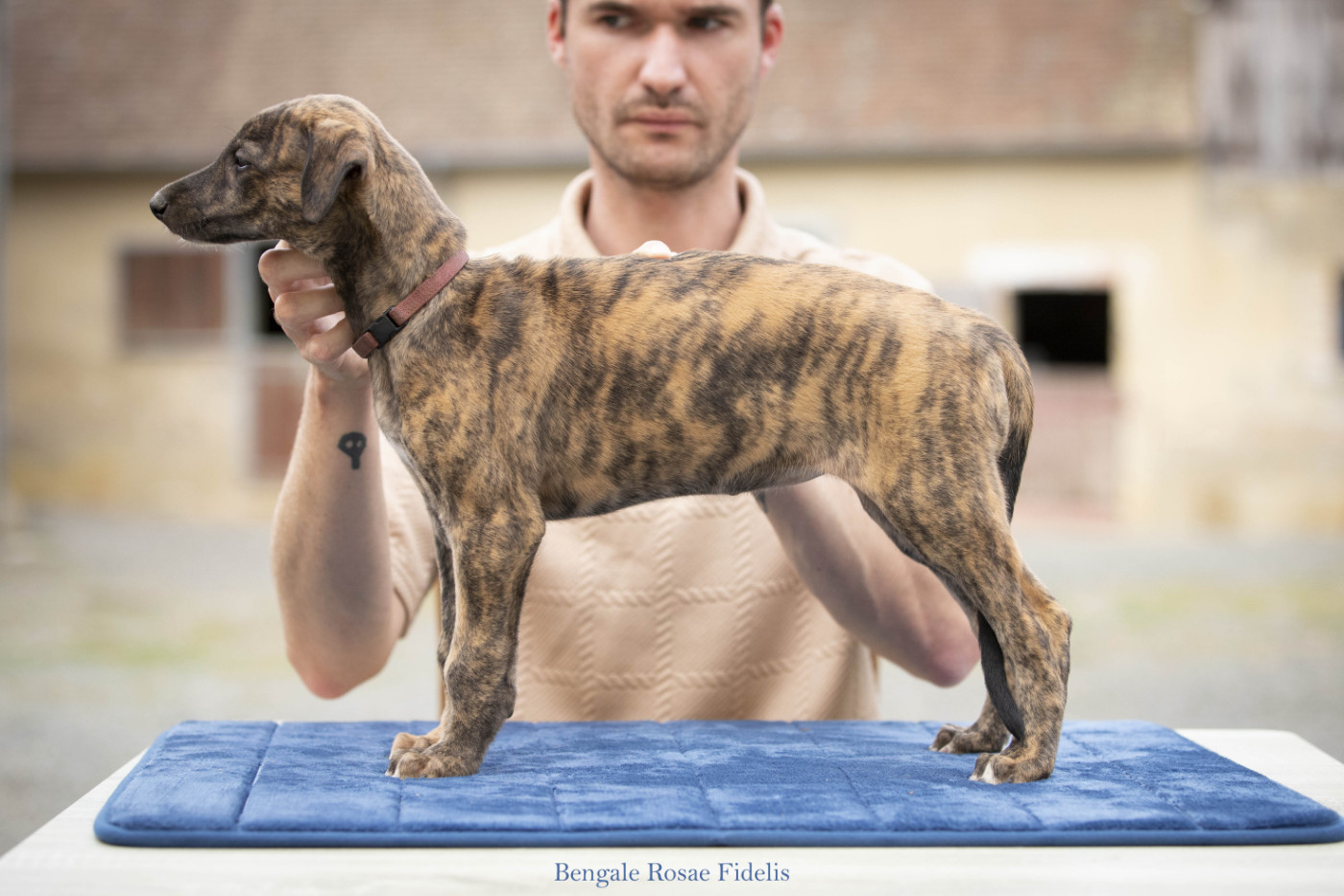 Rosae Fidelis - Chiots disponibles - Greyhound