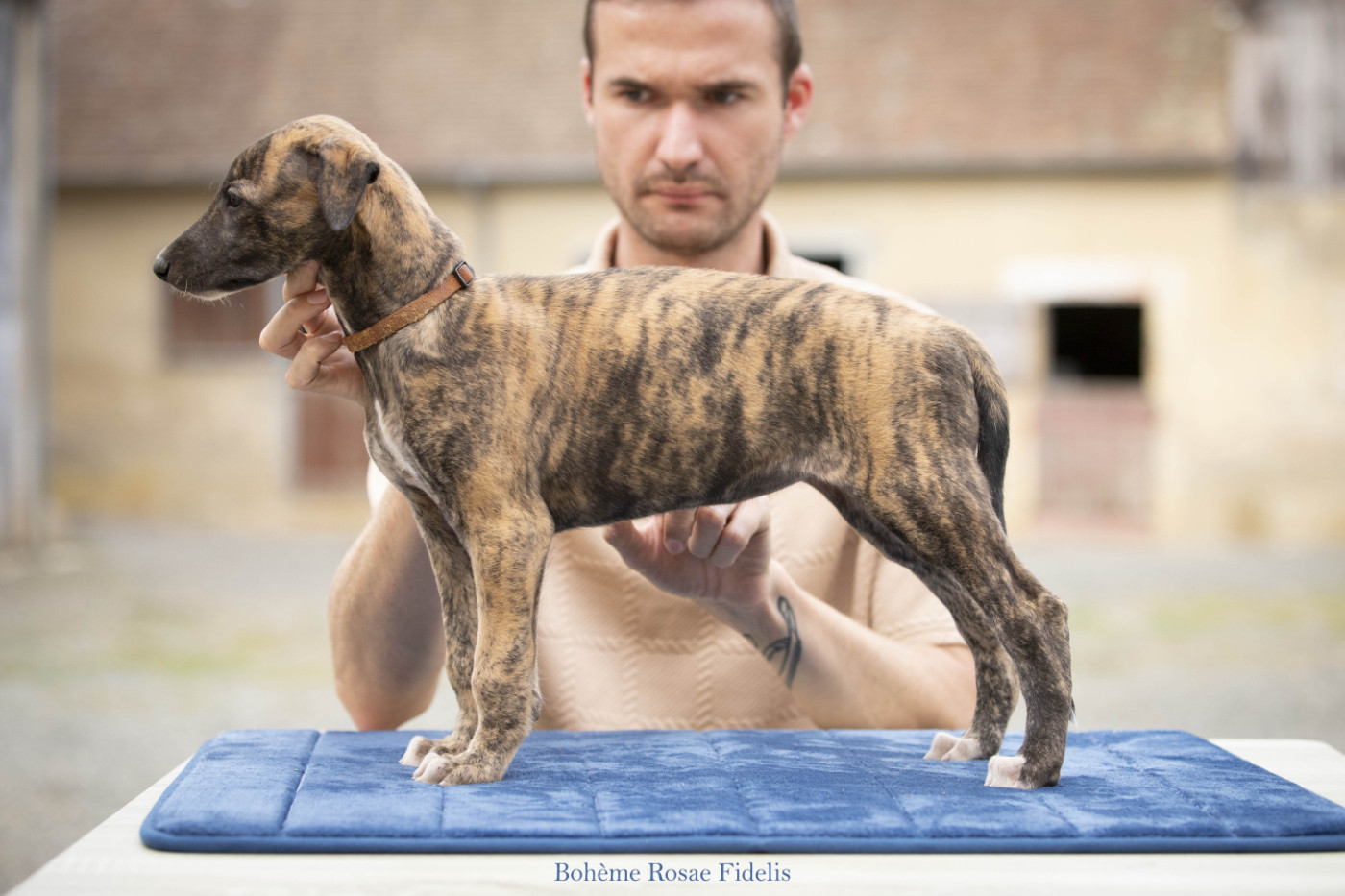 Rosae Fidelis - Chiots disponibles - Greyhound