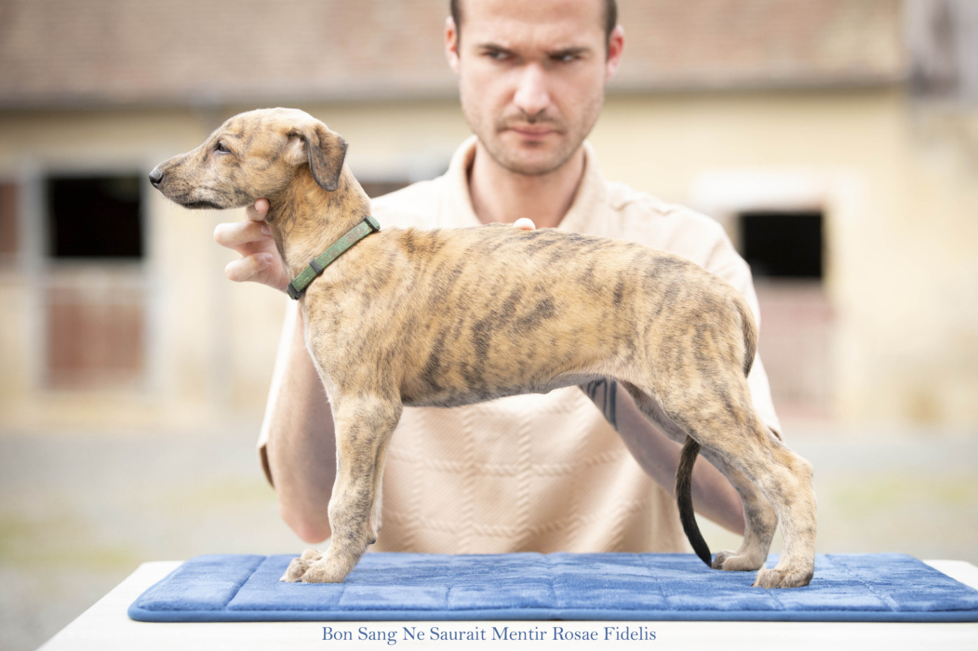 Rosae Fidelis - Chiots disponibles - Greyhound
