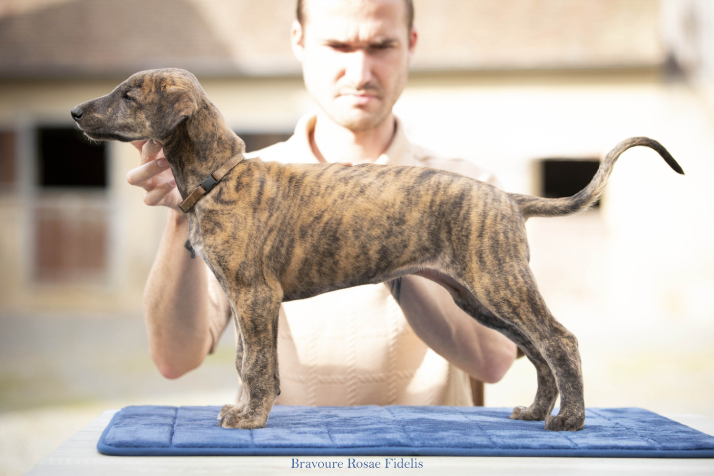 Rosae Fidelis - Chiots disponibles - Greyhound