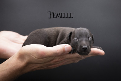 Chiot N°3