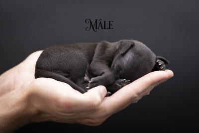 Chiot N°1