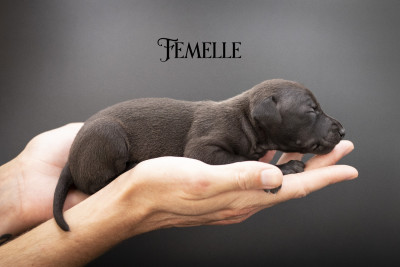 Chiot N°4